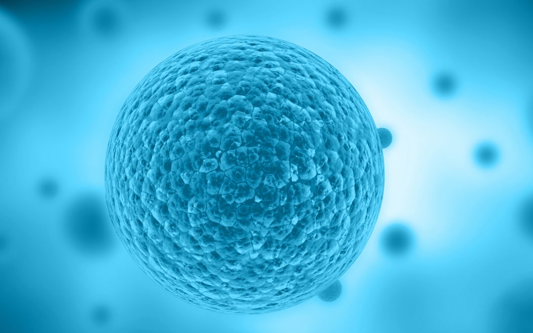 A documentary on Sibylla Biotech broadcasted on TV